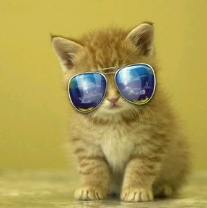 Meet your Posher, Dedee